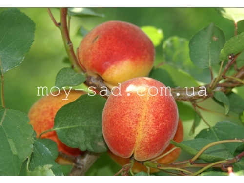 Абрикос Фриссон /Frissоn®/