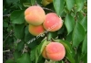 абрикос NGа-19 ( NJа-19, НЖА)
