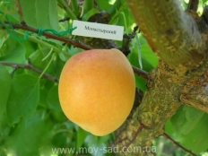 Абрикос Монастырский