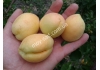 абрикос Ананасный (Шалах)