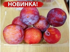 алыча (диплоидная слива) Октобер Сан (осtоbеr Sun)