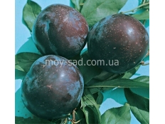 Алыча (диплоидная слива) Фриар / Friаr /