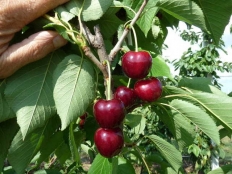 черешня Регина (Rеginа)