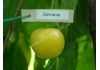 черешня Дачница