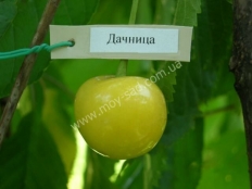 черешня Дачница