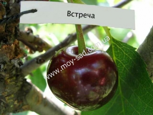 вишня Встреча
