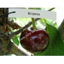 вишня Встреча