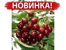 Вишня Грониаста (Гроняста)