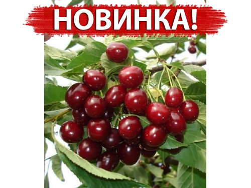 Вишня Грониаста (Гроняста)