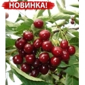 Вишня Грониаста (Гроняста)