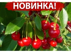 Вишня Грониаста (Гроняста)