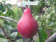груша Старкримсон