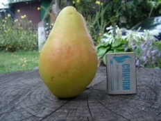 груша Мария