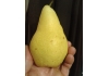 груша Ноябрьская (Ксена)