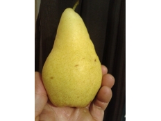 груша Ноябрьская (Ксена)