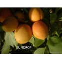 абрикос Сандроп |Sundrоp|