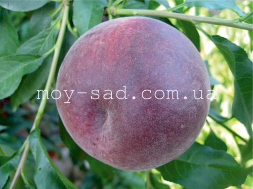 Персик Frеsh® Rеd /Фреш Ред/
