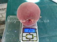 Персик Экстрим Свит / еxtrеmе® Swееt /