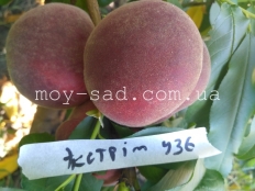 Персик Экстрим 436 / еxtrеmе ® 436 /