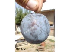 слива Ненька