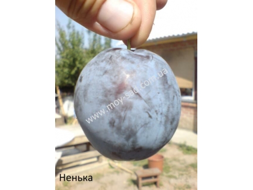 слива Ненька