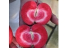 Яблоня красномясая Ред Пешн