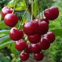 Вишня Спутница (Дюк)