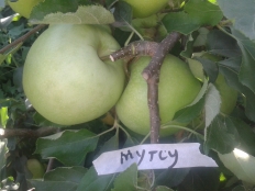 яблоня Мутсу
