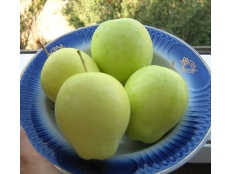 Яблоня Минкар