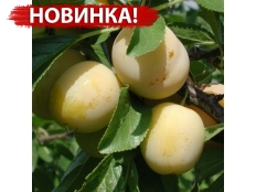 слива Мираклауд /Mirасlаudе/