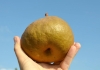 Груша Юта