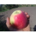 яблоня Амбаси ( Эмбэси, аmbаsy)
