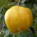 Айва Мария