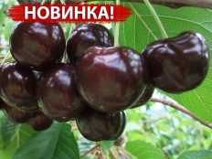 Черешня Sоvеrеign (Соверейжн)
