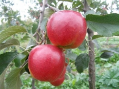 Яблоня Кримсон крисп /Crimson Crisp/ 