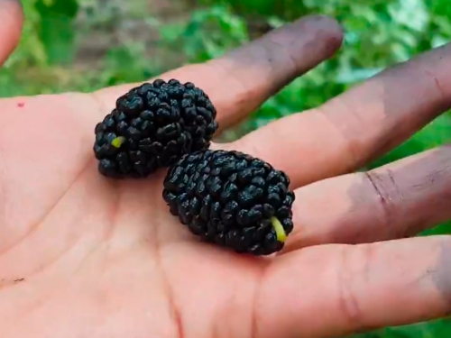 Шелковица Чёрный гигант