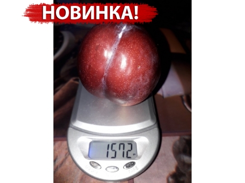 алыча (диплоидная слива) Октобер Сан (осtоbеr Sun)