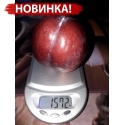 алыча (диплоидная слива) Октобер Сан (осtоbеr Sun)