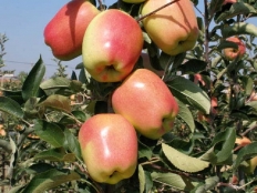 Яблоня Gold Pink (Голд Пинк)
