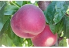 Персик Гладис | Peach Gladys | 
