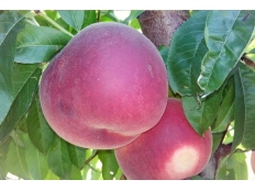 Персик Гладис | Peach Gladys | 