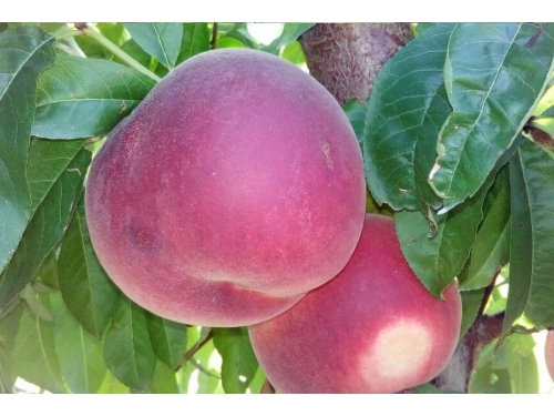 Персик Гладис | Peach Gladys | 