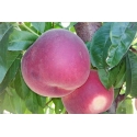 Персик Гладис | Peach Gladys | 