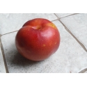 Плуот Гео Прайд Pluot Geo Pride 