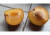 Плуот Гео Прайд Pluot Geo Pride 