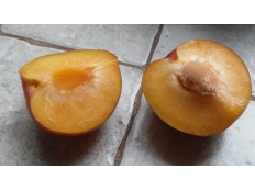 Плуот Гео Прайд Pluot Geo Pride 